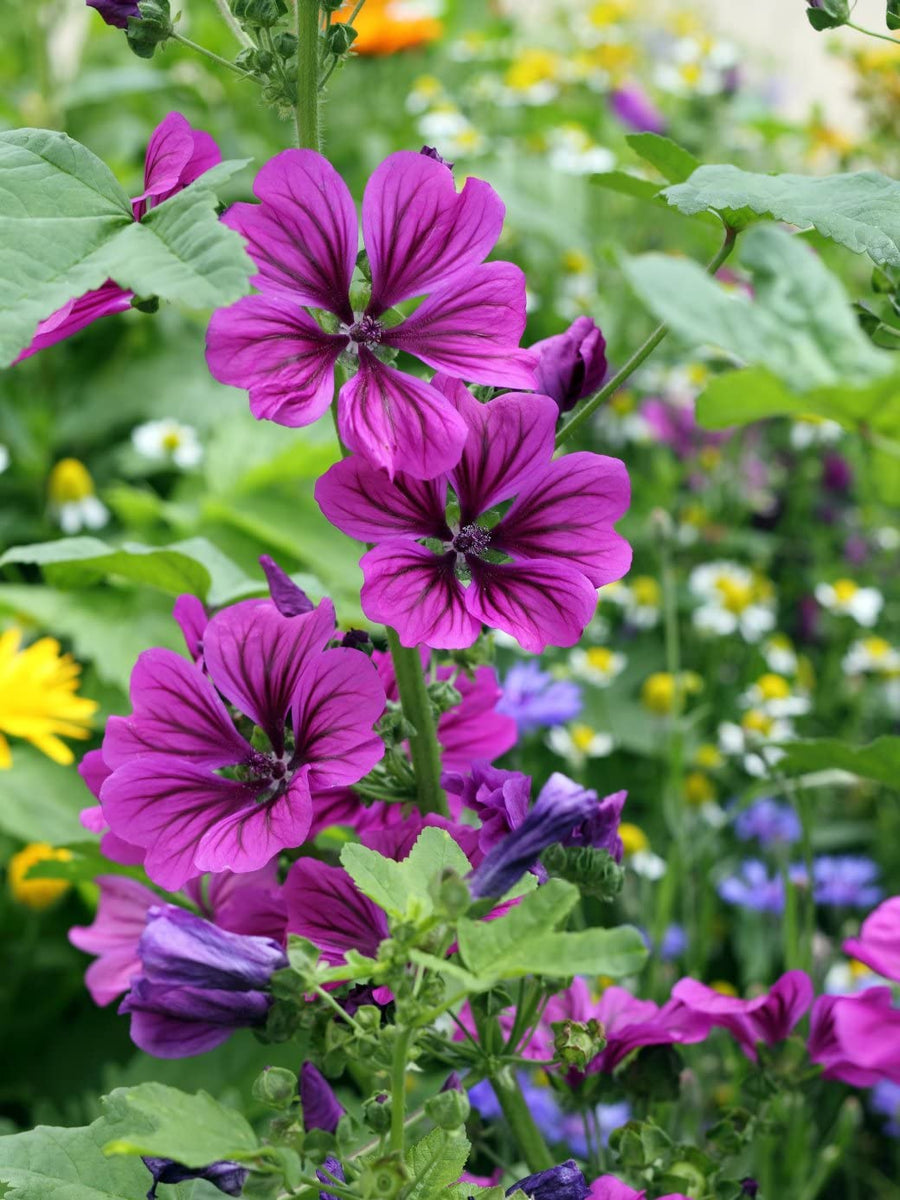 Hollyhock flower Alcea rosea double red perennial seeds for planting in sunny flower borders