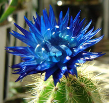 Spiked Blue Cactus Seeds (Ferocactus glaucescens) for low-maintenance growing in the indoor pots and desert garden planting