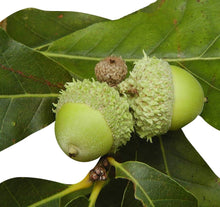 Oak Tree Seeds for growers establishing the Strong Garden Trees