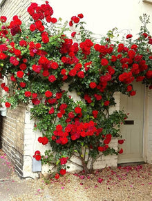 Red Climbing Rose Seeds for trellises and fences in the Fairy Garden Fence Trellis