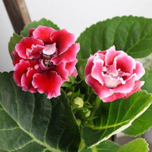 Gloxinia Seeds (Sinningia gloxinia) for a lasting display in the Outdoor Gardens