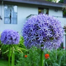 Giant Onion Seeds for growers stocking the Allium Giganteum Garden Flowers