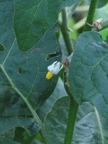 Solanum Aethiopicum Aubergine Seeds for reliable seasonal color