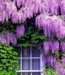 Brown Wisteria Seeds for a colorful addition to any planting