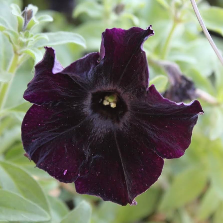 Black Velvet Petunia Red Rare Flower - for planting in home garden