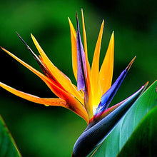 Gilliesii Bird of Paradise Seeds (Strelitzia reginae) for colorful blooms in the Urban Garden