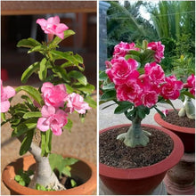 Easy Grow Roses DIY Bonsai Garden Seeds for a lasting addition to the landscape