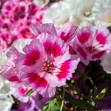 Dwarf Godetia Seeds (Godetia spp.) for a bright addition to the Flower Bed