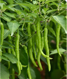 Chili Pepper Seeds (Annuum spicy) for productive rows in the Capsicum garden vegetable patch