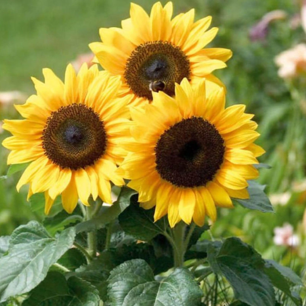 Maximillian Sunflower - for planting in home garden