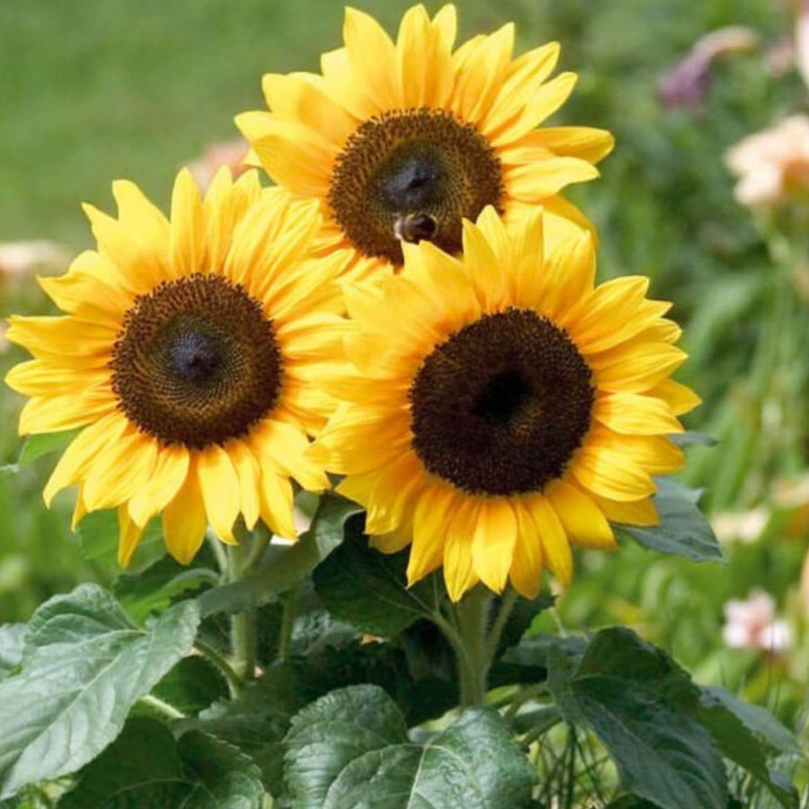 Maximillian Sunflower - for planting in home garden