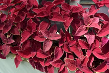 Coleus Plants for growers filling out the Red Garden
