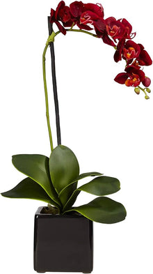 Orchid Phalaenopsis Aphrodite Seeds for a lasting display in the Indoor Balcony Gardens