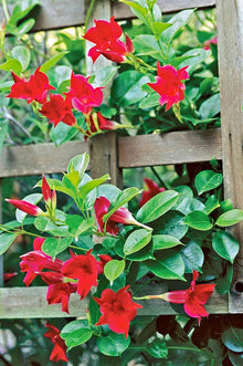 Mandevilla Mandevilla Sanderi climbing flower Seeds for climbing cover in the backyard trellises and home garden fences