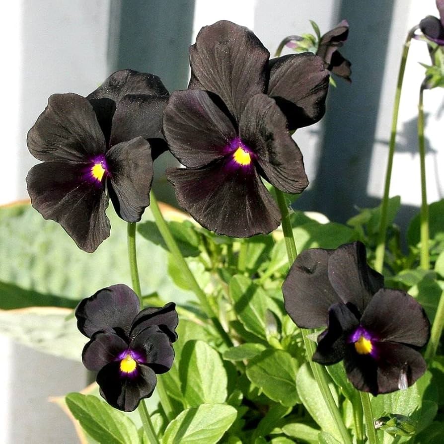 Claret Pansy ��������� Viola witrockiana ��������� for planting in biennial flower beds