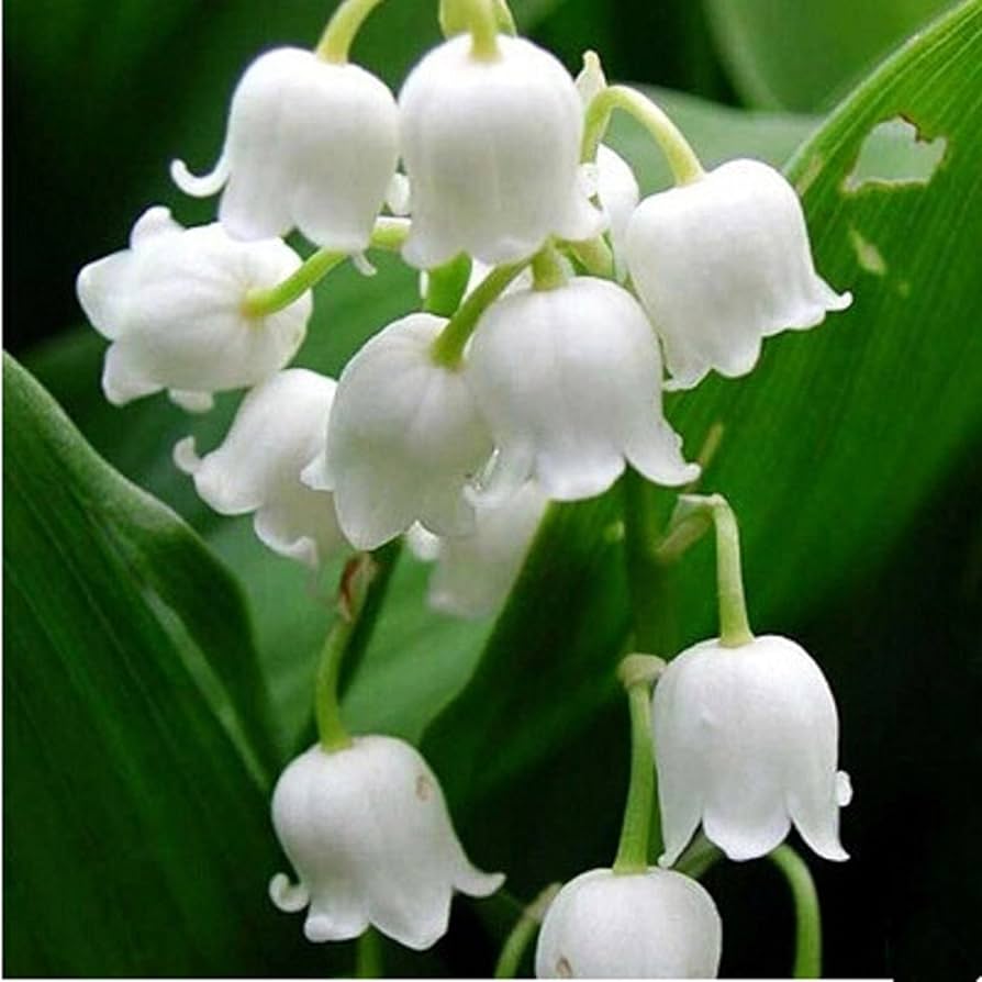 Lily Lilium Candidum Giglio delle Semi Flower Seeds for Planting – Elegant Blooms for Garden Beds and Potted Displays