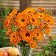 Calendula Geishe Girl Seeds for colorful blooms in the flower bed garden