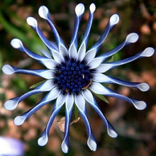 Daisy Felicia Amelloides Exotic Blue Seeds for a lasting display in the Decorative Home Pots