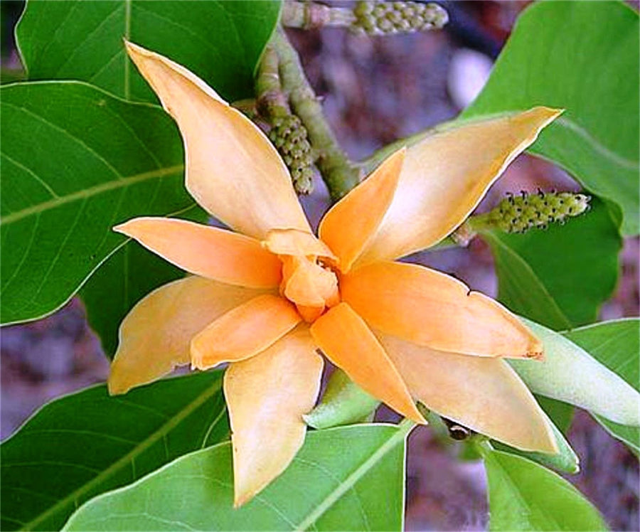 Champaca Magnolia Michelia champaca flower seeds for planting in home garden landscapes - for planting in home garden