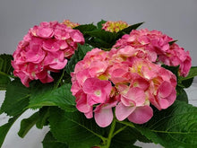 Hydrangea Seeds for fast cover along a fence or wall