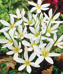 Rain Lily Seeds (Zephyranthes spp.) for a lasting display in the Urban Gardens