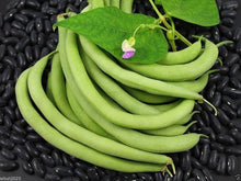 BEAN Seeds for home growers seeking a reliable harvest