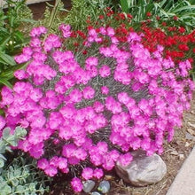Dianthus Cheddar Pink Seeds for reliable seasonal color