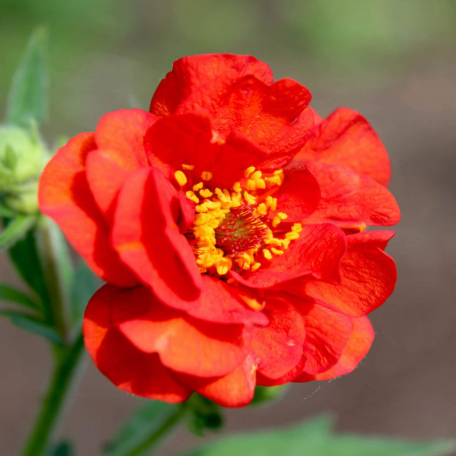 Geum Red Perennial Flower Seeds