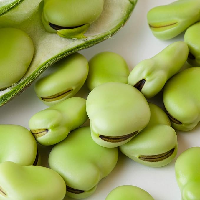 Fava Bean (Vicia faba) seeds for planting in home garden