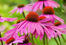 Ruby Red Echinacea Seeds for a colorful addition to any planting