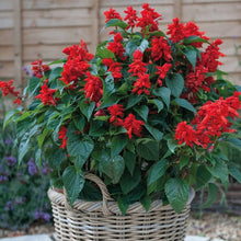Salvia Sizzler Burgundy Seeds for cooks growing their own fresh herbs