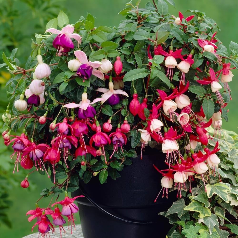 Fuchsia - Fuchsia for planting in home garden