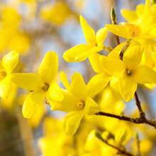 Forsythia Seeds for a bright addition to the Forsythia bed landscape border