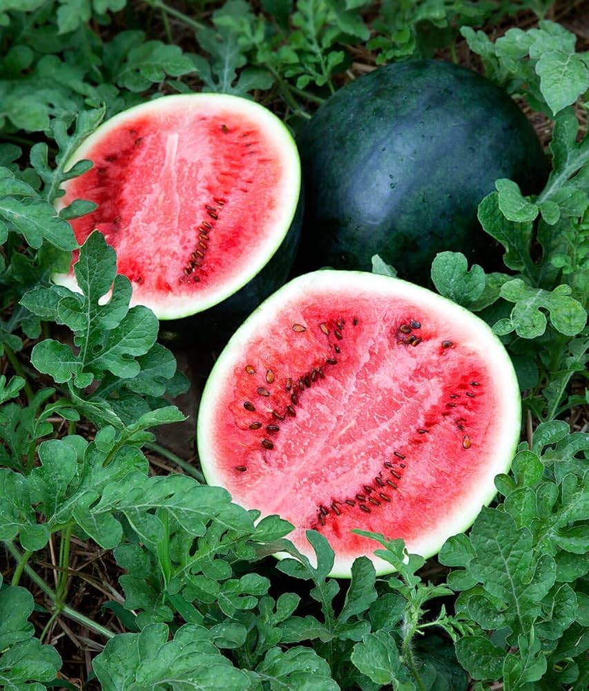 Baby Sugar Watermelon Citrullus lanatus for planting in vegetable patch