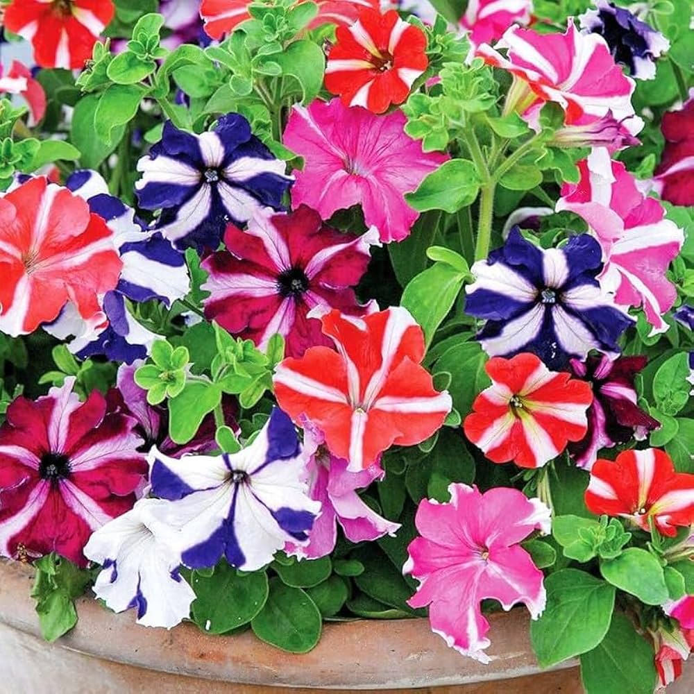 Petunia flower Petunia hybrida seeds for planting in rare color balcony pots or vertical gardens