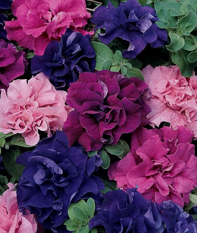 Petunia Mix Polycroma Flower - for planting in home garden
