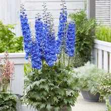 Giant Delphinium Elatum Flower Seeds