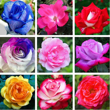 Street Lamp Rose Rosa Hybrida flower Seeds for colorful blooms in the backyard gardening and ornamental borders