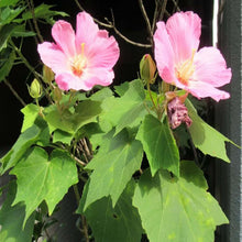 Hibiscus Mutabilis Cotton Rose Single Seeds