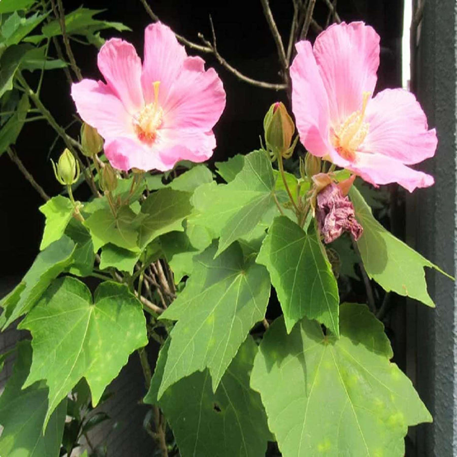 Hibiscus Mutabilis Cotton Rose Single Seeds