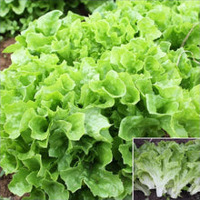 Green Oakleaf Lettuce Seeds (Lactuca sativa) for a fresh homegrown crop from the Organic Kitchen Garden Planting