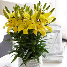 Light Yellow Perfume Lily Seeds for long-term planting in the Garden Decoration