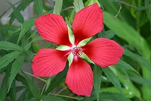Hibiscus Hibiscus Moscheutos Giant Red Texas Star Flower Seeds for Planting – Large, Bold Blooms for Outdoor Gardens and Landscaping