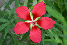 Texas Star Hibiscus Seeds for gardeners building out beds and borders