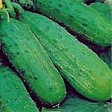 Sumter Cucumber Seeds (Cucumis sativus) for a reliable harvest in the Vegetable Patch