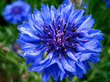 Bachelor Button Tall Pink Seeds for growers seeking a long-blooming display