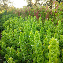 Bells of Ireland Moluccella Laevis Seeds for growers seeking a long-blooming display