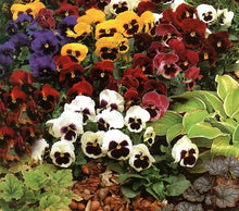 Pansy Mixed Color Seeds for reliable seasonal color