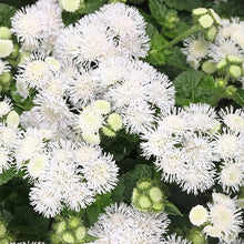 Ageratum Seeds for seasonal color across the Flower Home Gardens