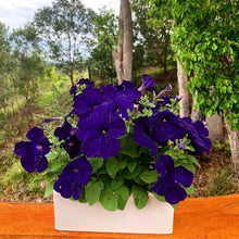 Petunia Petunia hybrida flower seeds for planting in home garden and hanging baskets - for planting in home garden